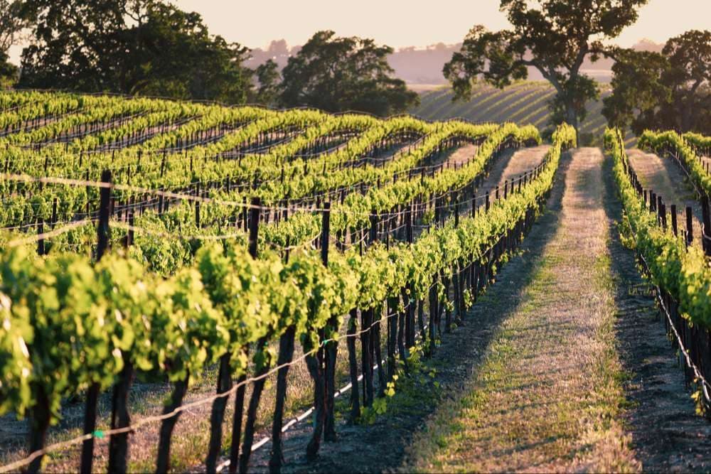 Des rangs de vigne filant vers l'horizon en Gironde, à la lumière dorée de fin de journée